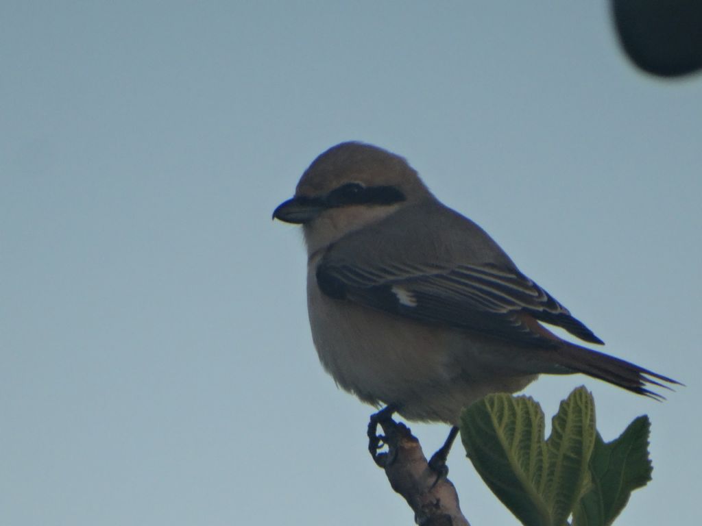 Averla isabellina (Larus isabelinus)